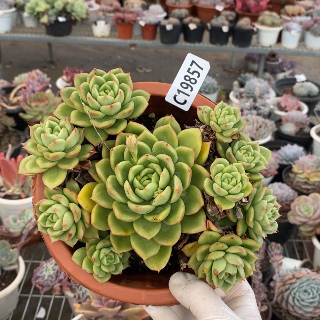 19857玉杯东云一物一拍