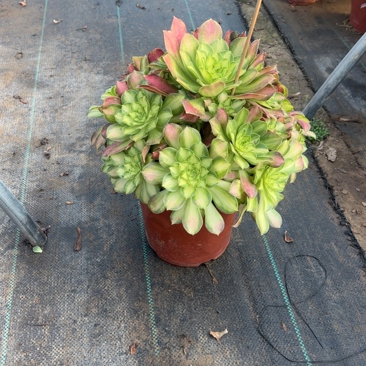 30多肉多肉多肉多肉多肉