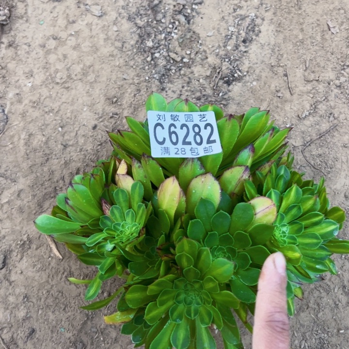 无根知否多肉植物法师6282
