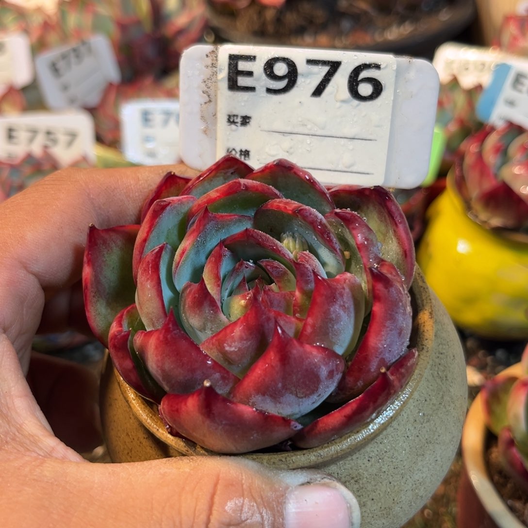 惊鸿一瞥976号多肉