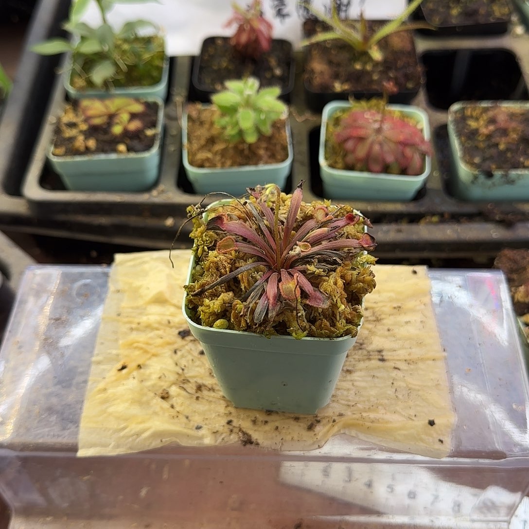 完全开放肯内利小肉饼