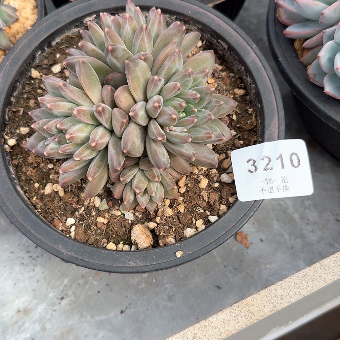 ?***悔3210号彩色美人多肉