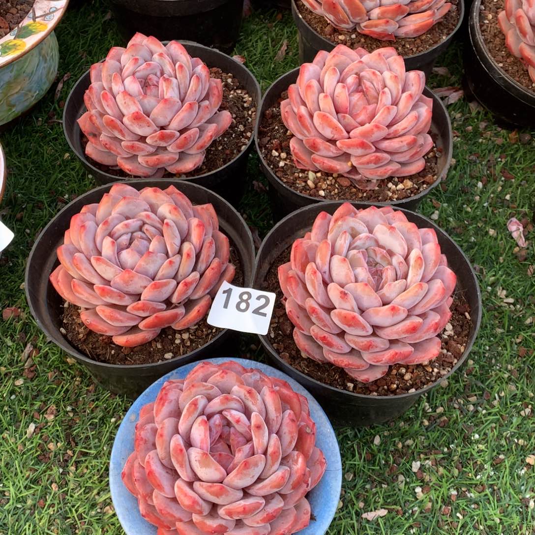 182橙子多肉植物组合