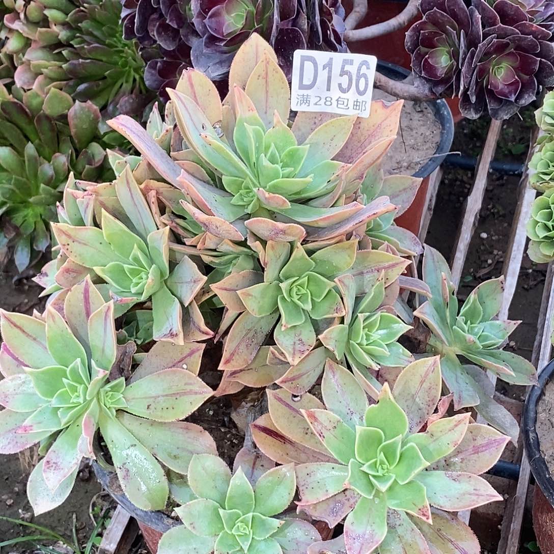 ᅟ***156 多肉植物不包断枝包邮