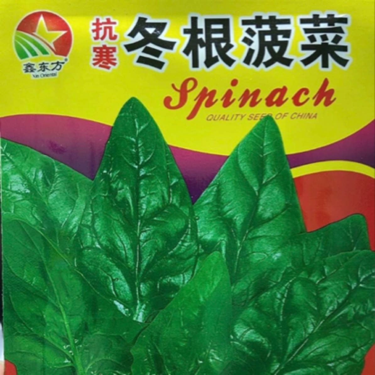 冬根菠菜种子（约20克）
