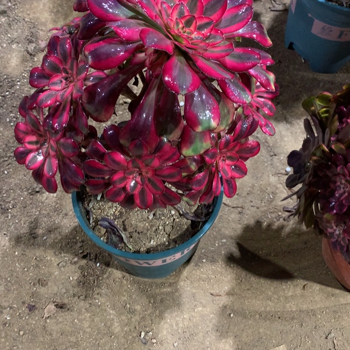 715香奈儿多肉植物特价