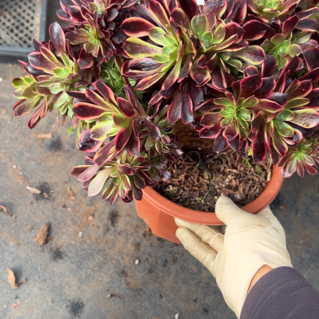 6欧嘉莉缀多肉有瑕疵