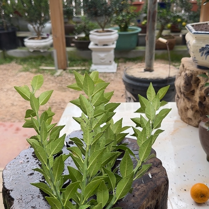 别***⁵直播间八房柑一物一拍