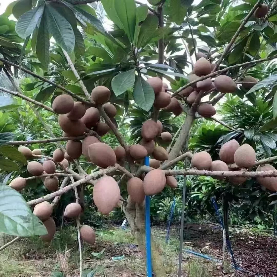绿植 妈咪树好栽种易养适地种植