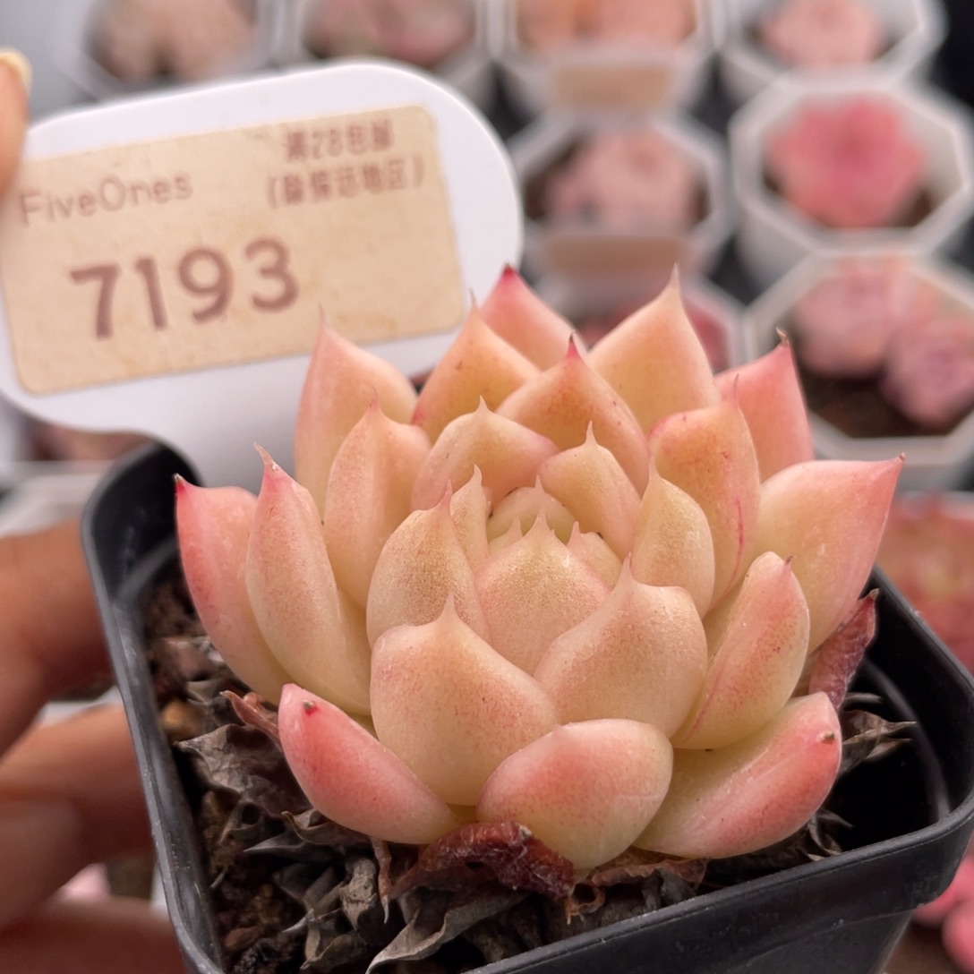 粉麦秆7193-5.0厘米