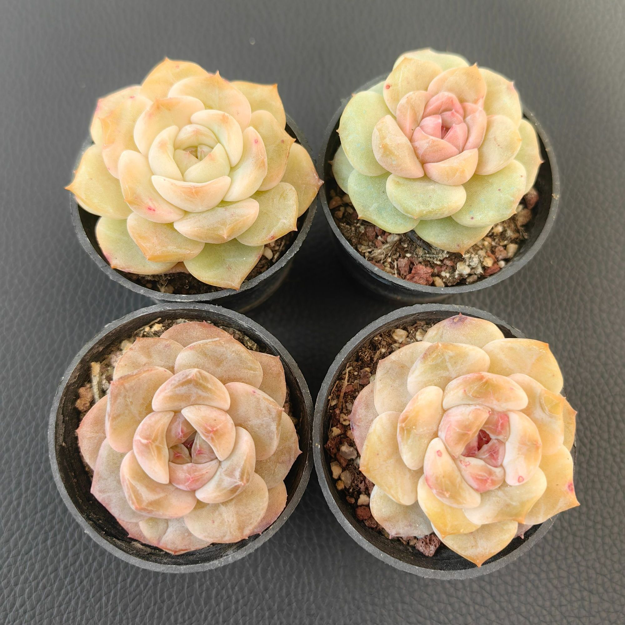 糖心多肉四颗组合混发精品多肉室内好养绿植盆栽（直播间展示为准）