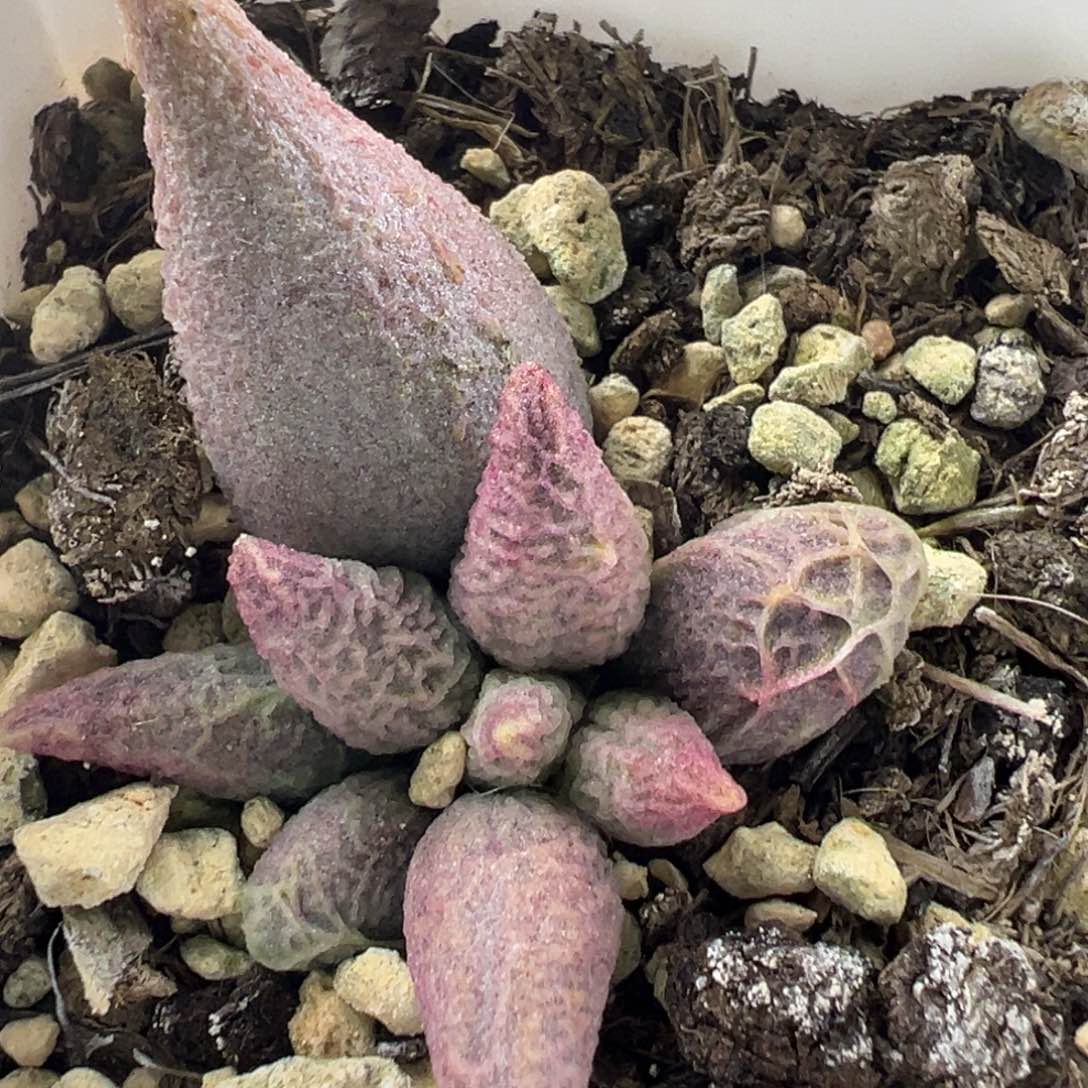 融冰多肉植物水泡