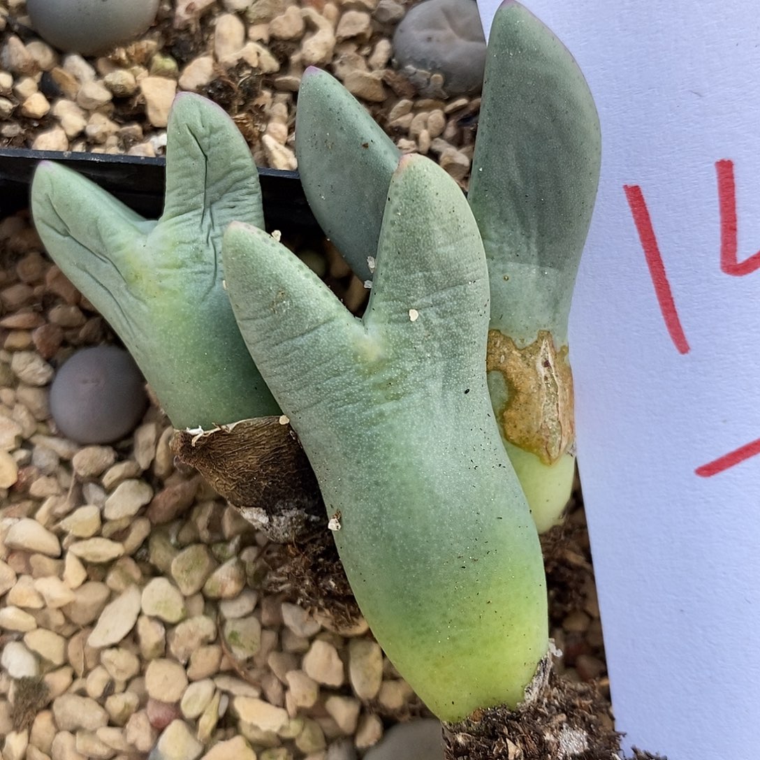 1457大皮卡丘一颗。   