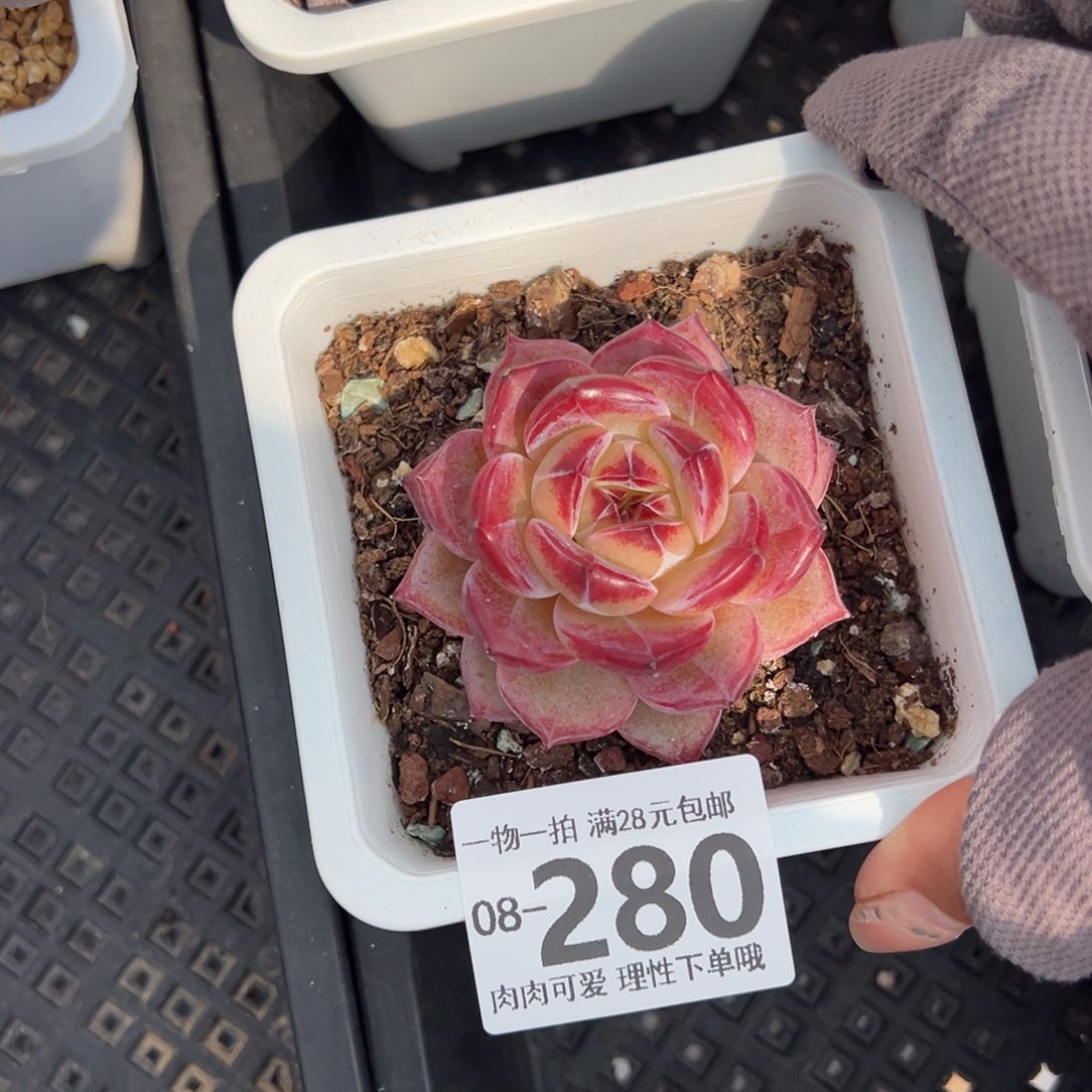 黑武士多多肉多肉多肉多