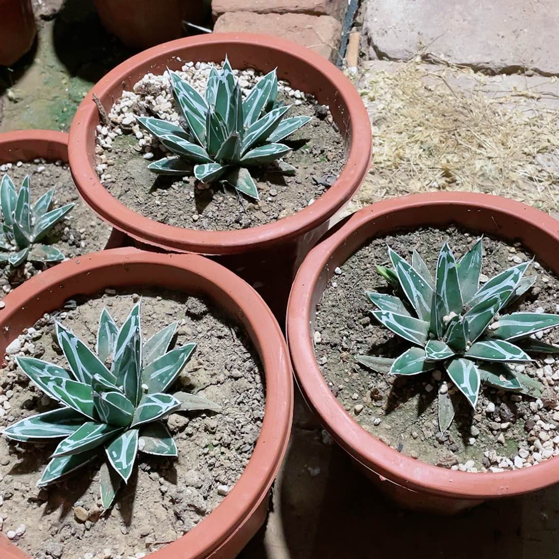 丸叶屉之雪小颗10公分左右包邮