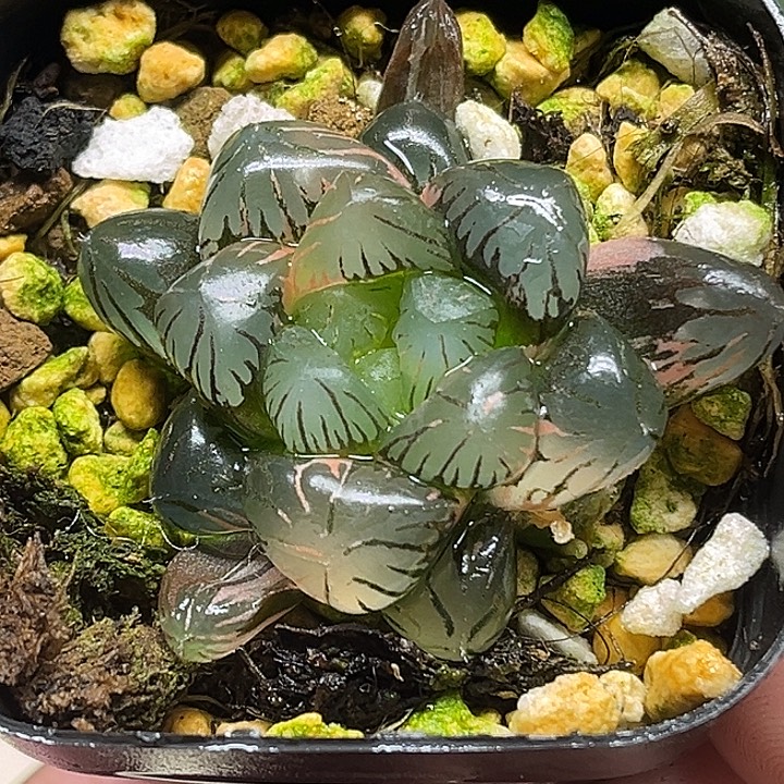 136冰灯玉露锦头家多肉十二卷