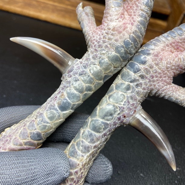 文玩鸡爪骨手把件（一对粗蹬 处理好十天左右发货）