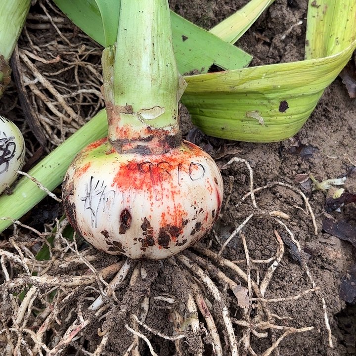 不***理糖果仙女8.5+带土9810