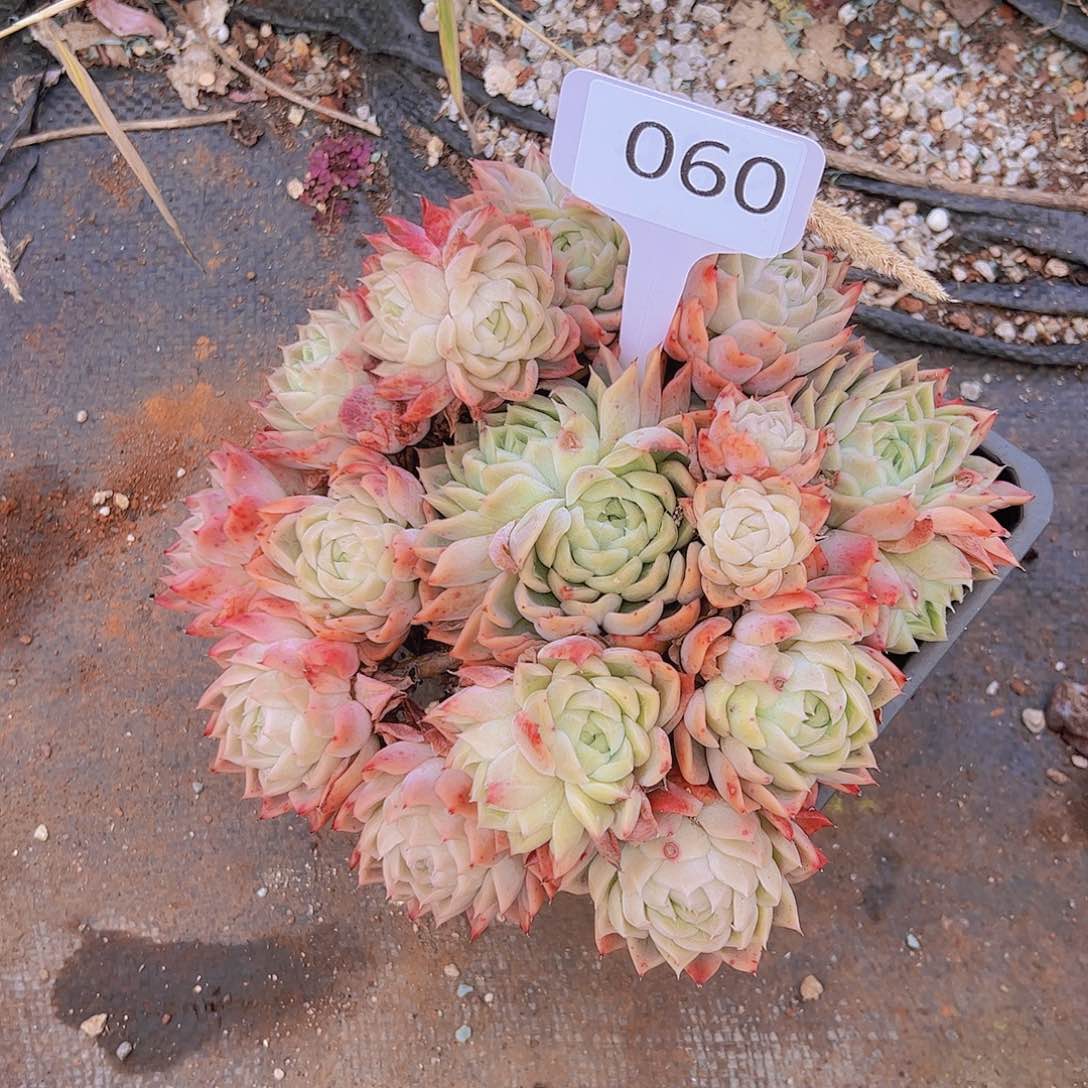 夜**央060东云20不售后