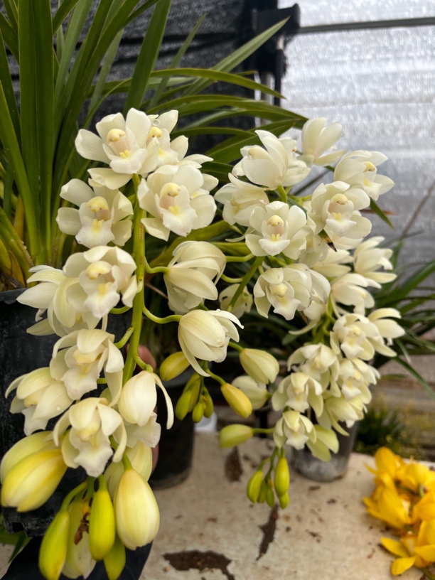 白玉香兰（好养活适合新手生鲜产品已发货不退款）