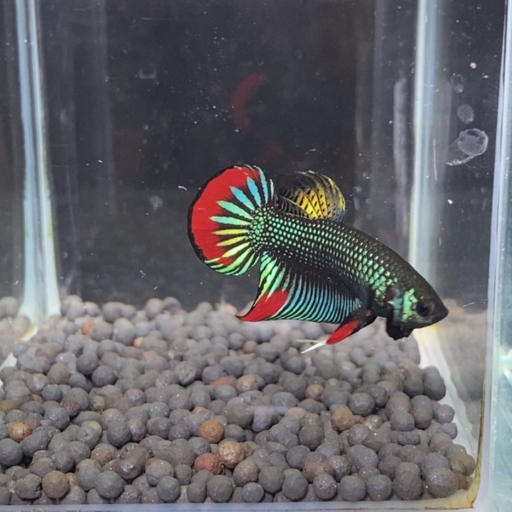 斗鱼泰国斗鱼251号