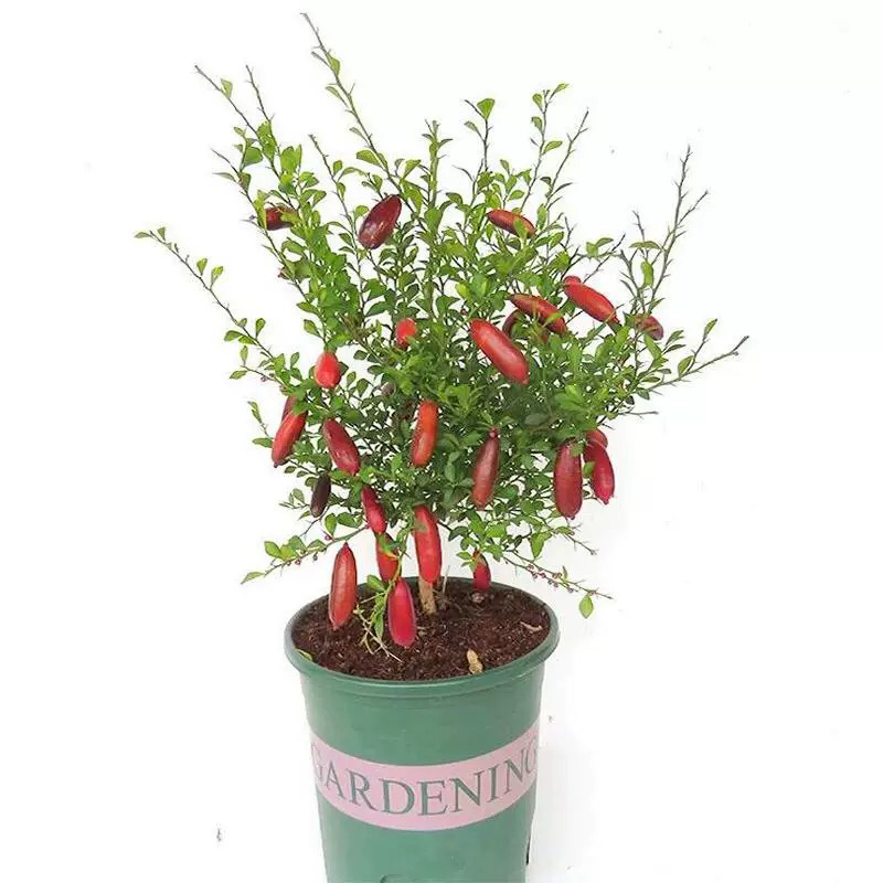 澳洲手指柠檬苗盆栽地栽天气炎热快递会掉叶掉果正常现象介意勿拍