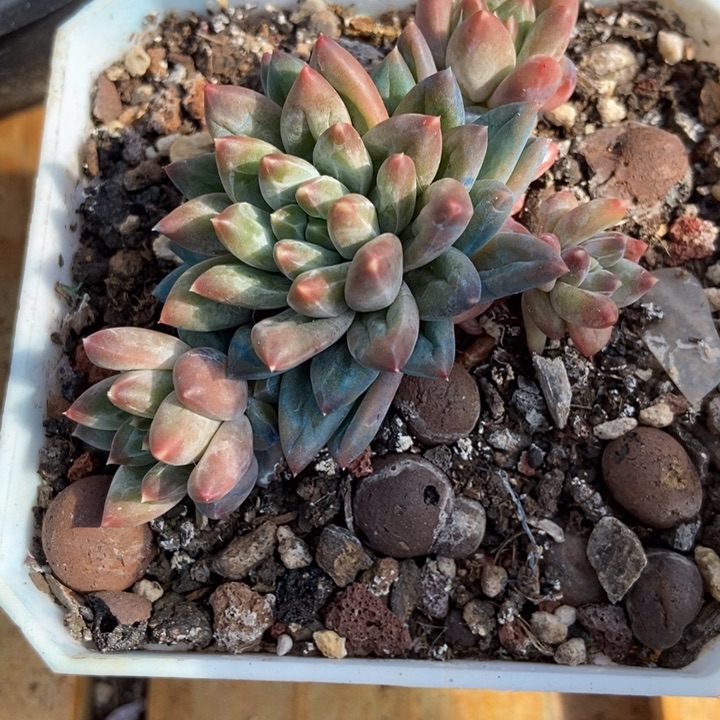 浅****秋可园艺 哈哈哈哈