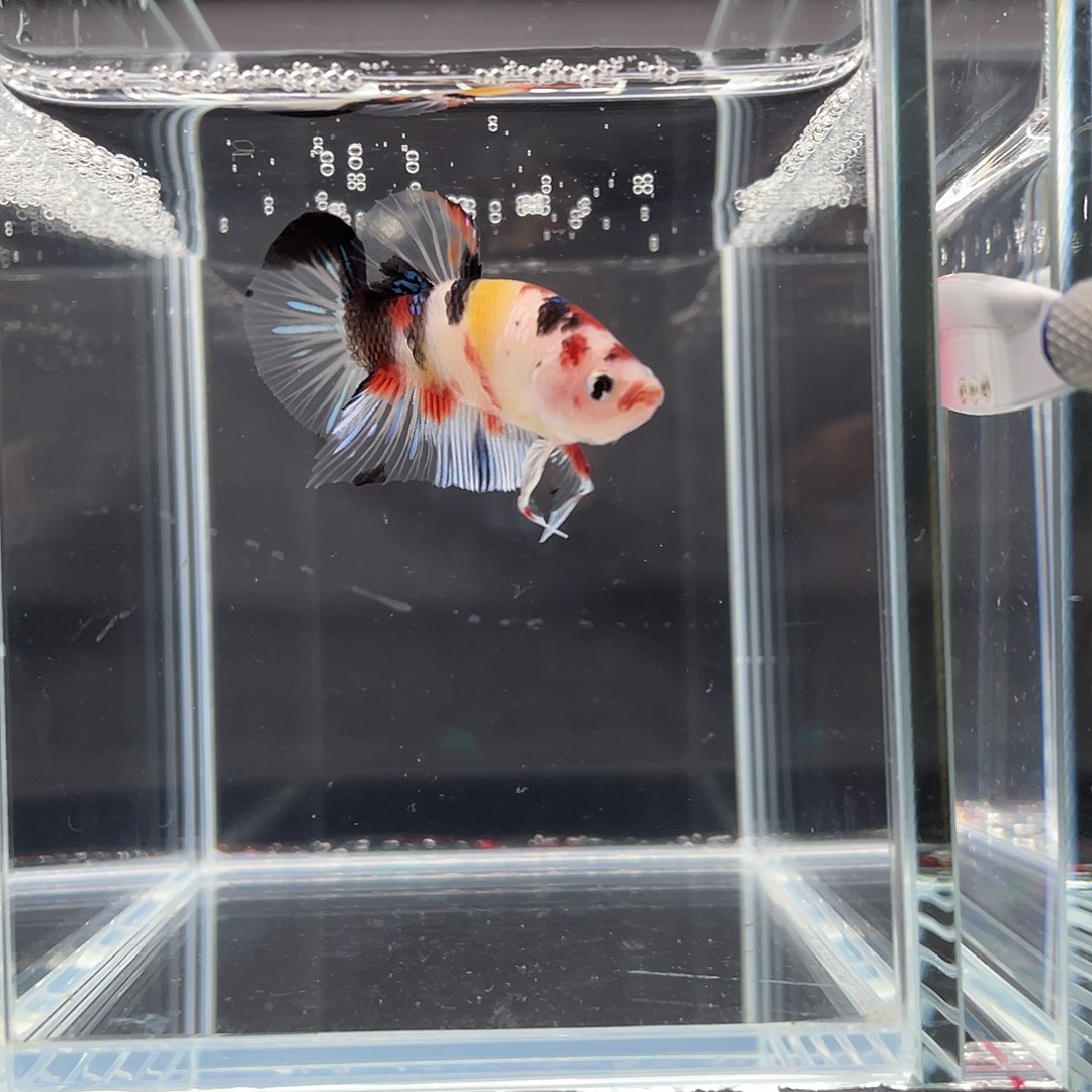 斗鱼12.4 koi将军公 064