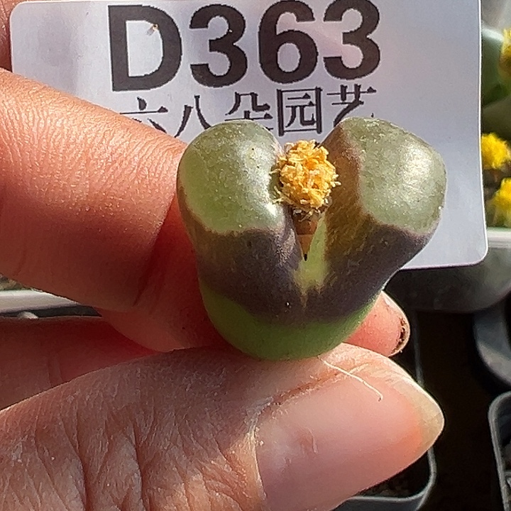 363号福利磁铁风铃