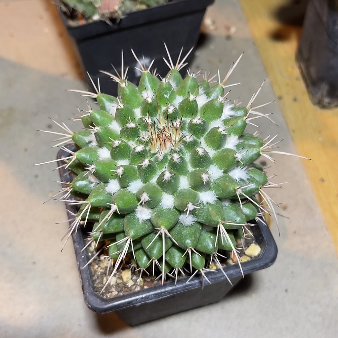 雪糕仙人球一物一拍