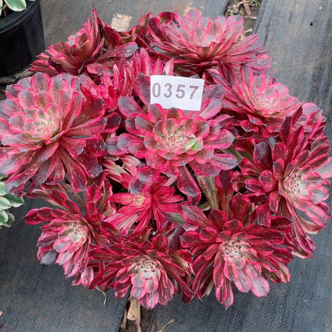 月笼沙多肉发货发货