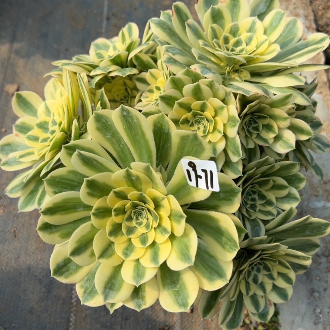 71白牡丹多肉植物花