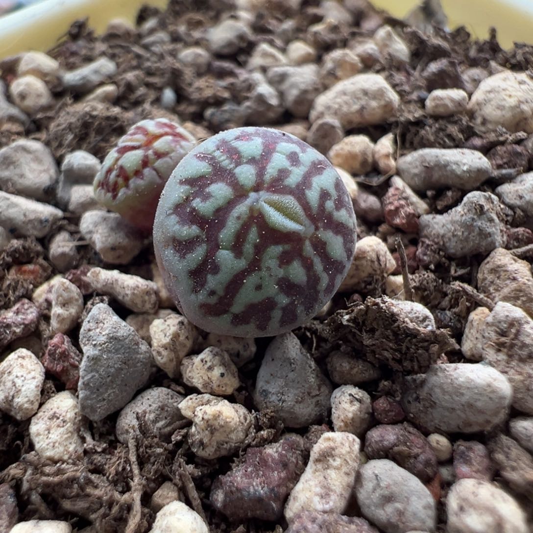 717青蛙优选超墨双头