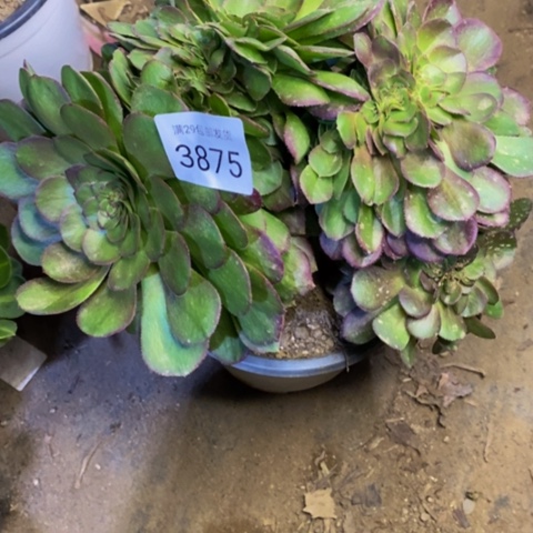 万圣节多肉植物3875