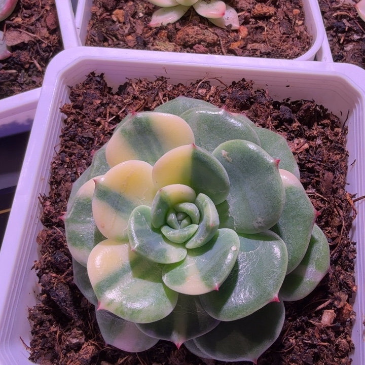 三文鱼锦多肉植物