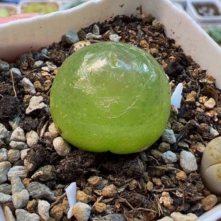 852多肉植物种类多样