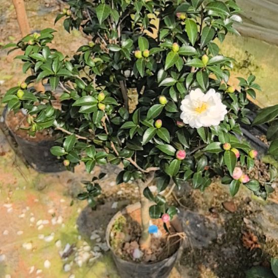 完全开放茶梅朝仓