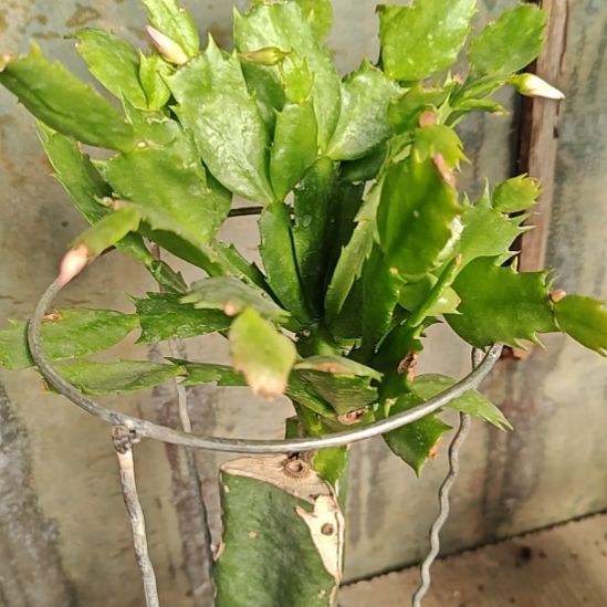 036金黄色嫁接脱盆脱土易掉苞芽429