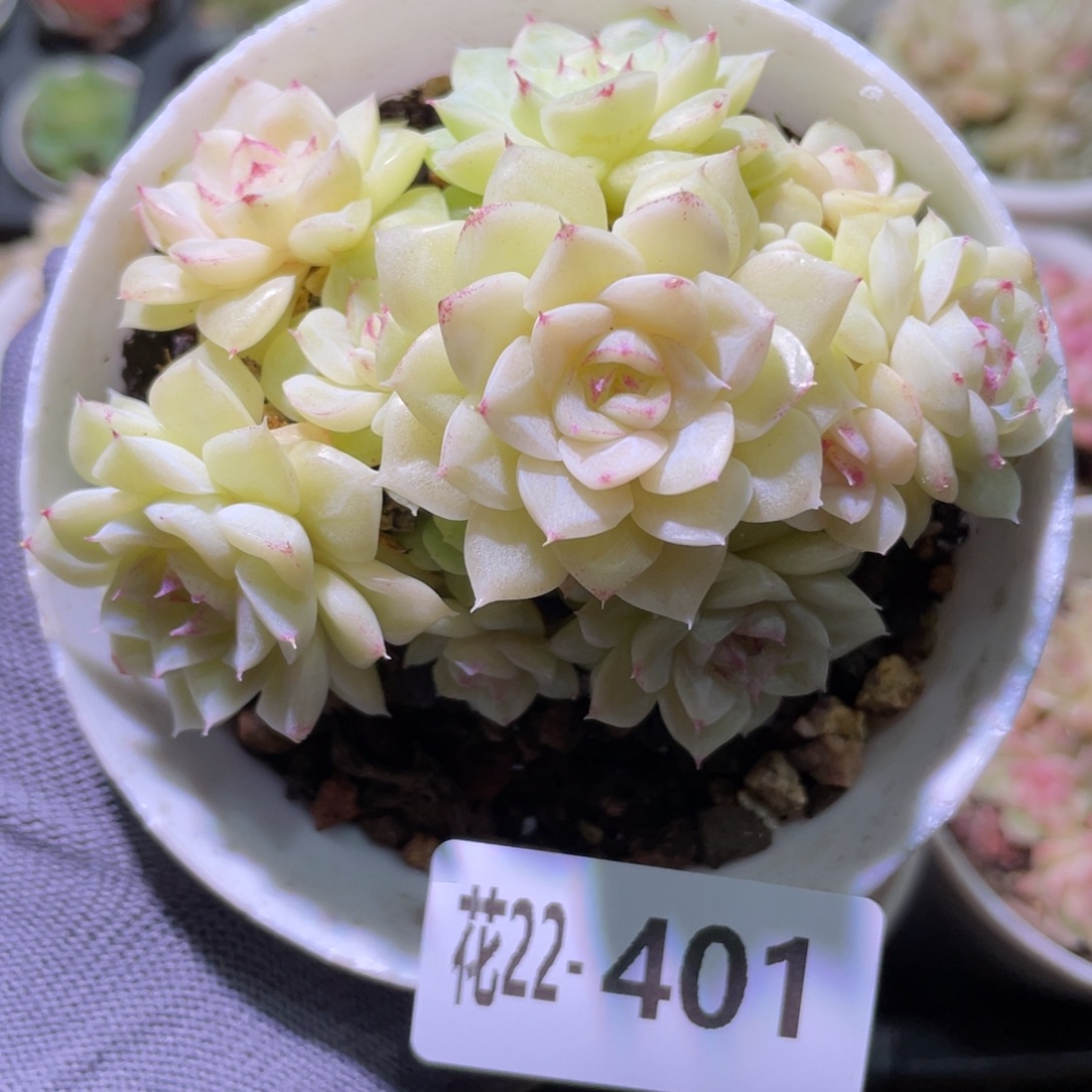 花利美22-401白天鹅