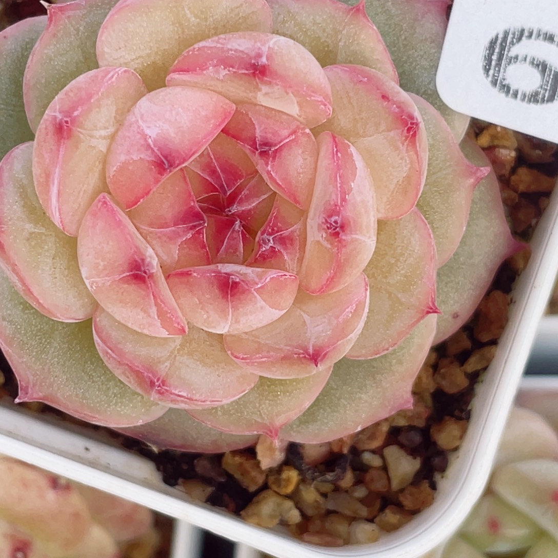 612多年的历史中他曾在一