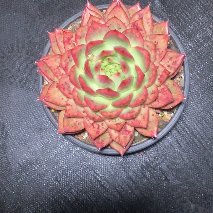 白**?血皇后23公分左右8888888888