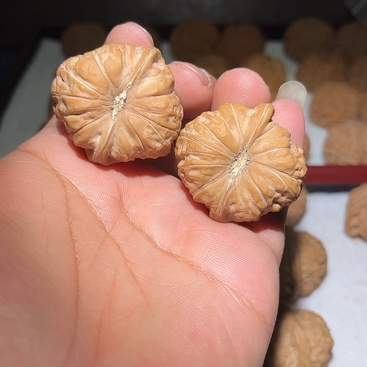 木40.5南瓜敦。     