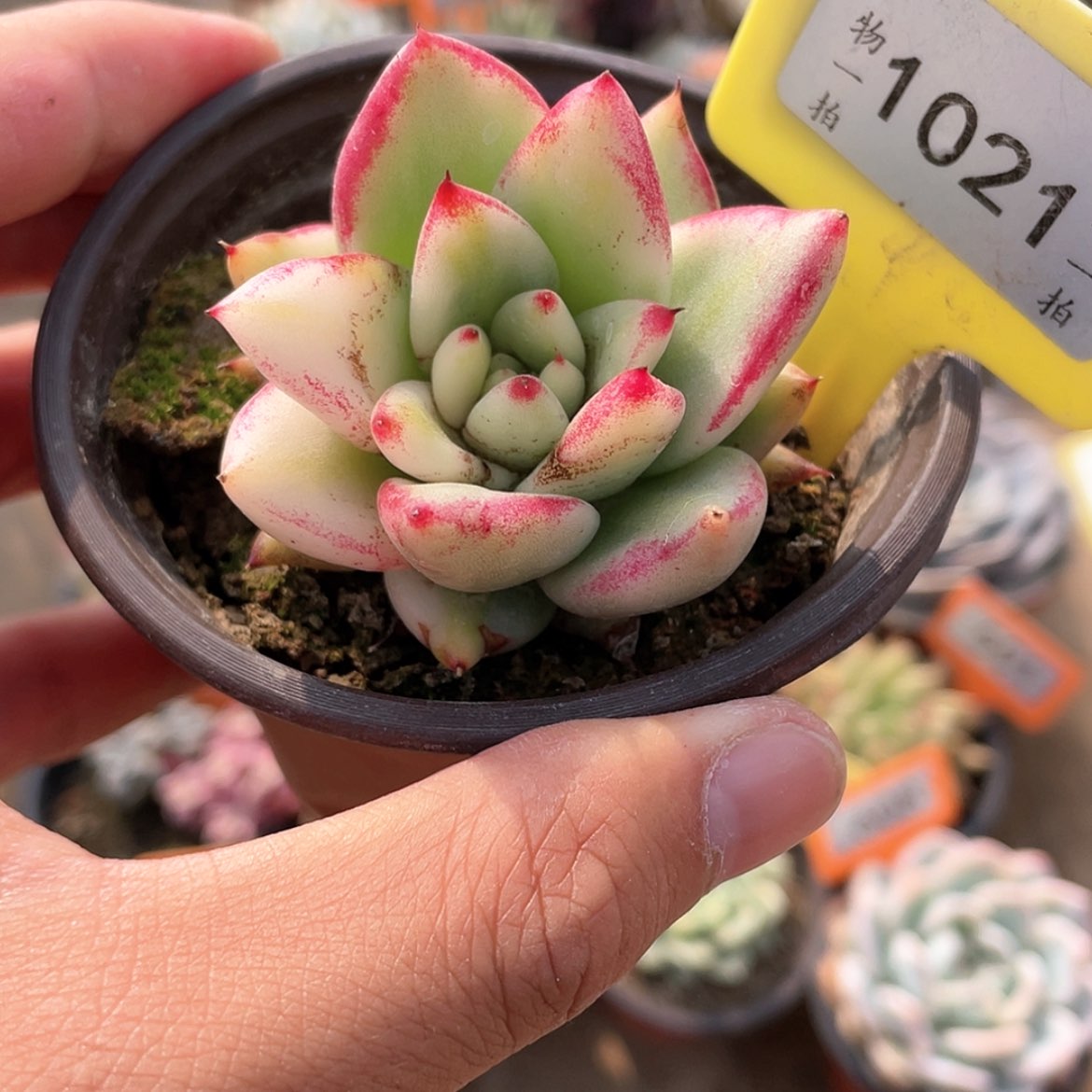 【闪购商品】1021号