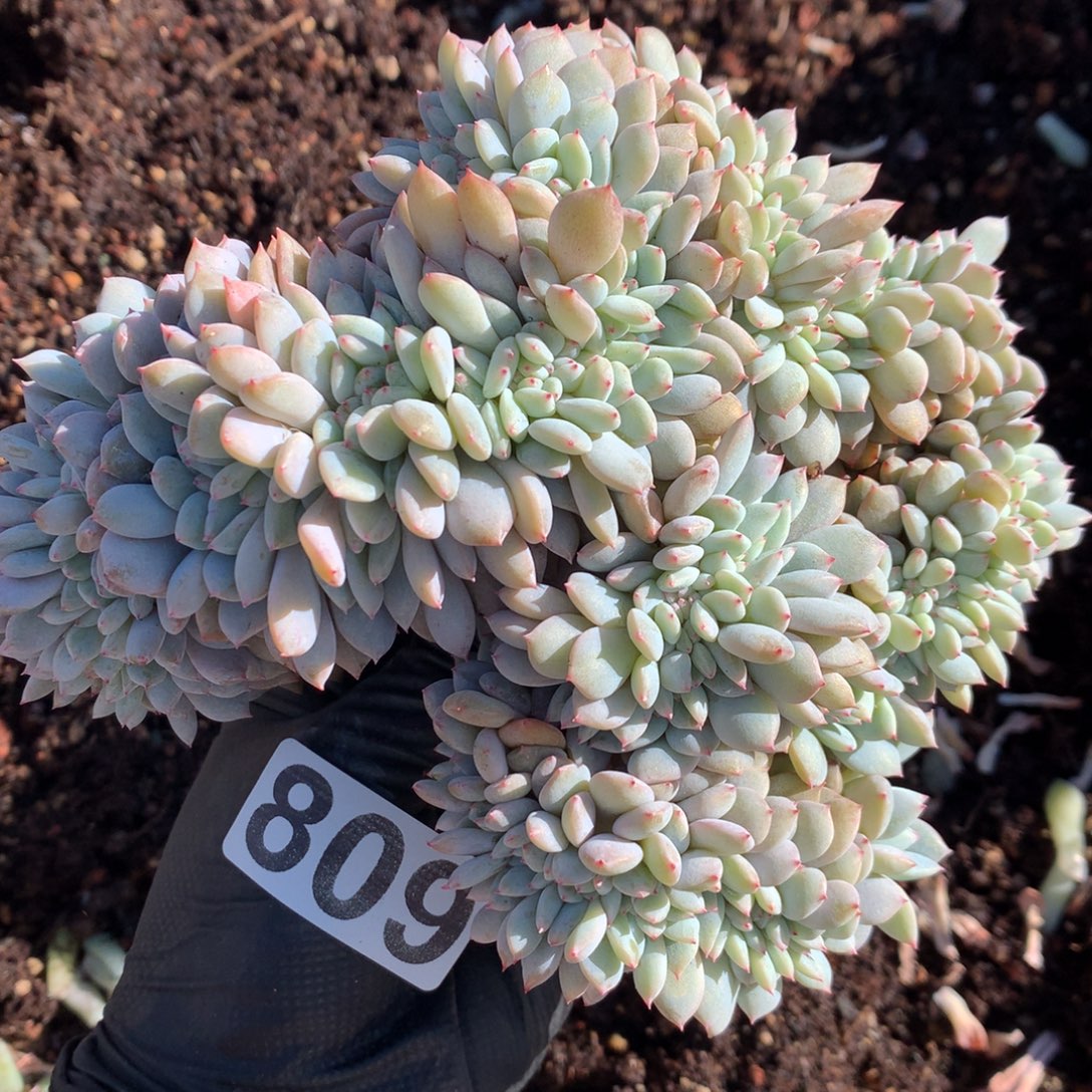 809号新疆西藏内蒙古不包邮的