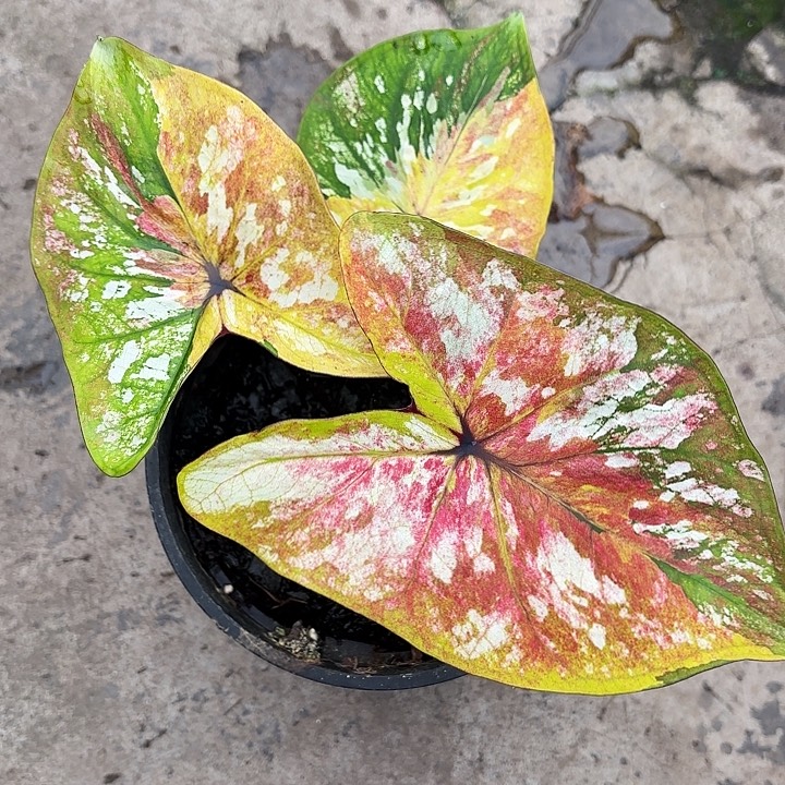 61-1230变形金刚广东现货