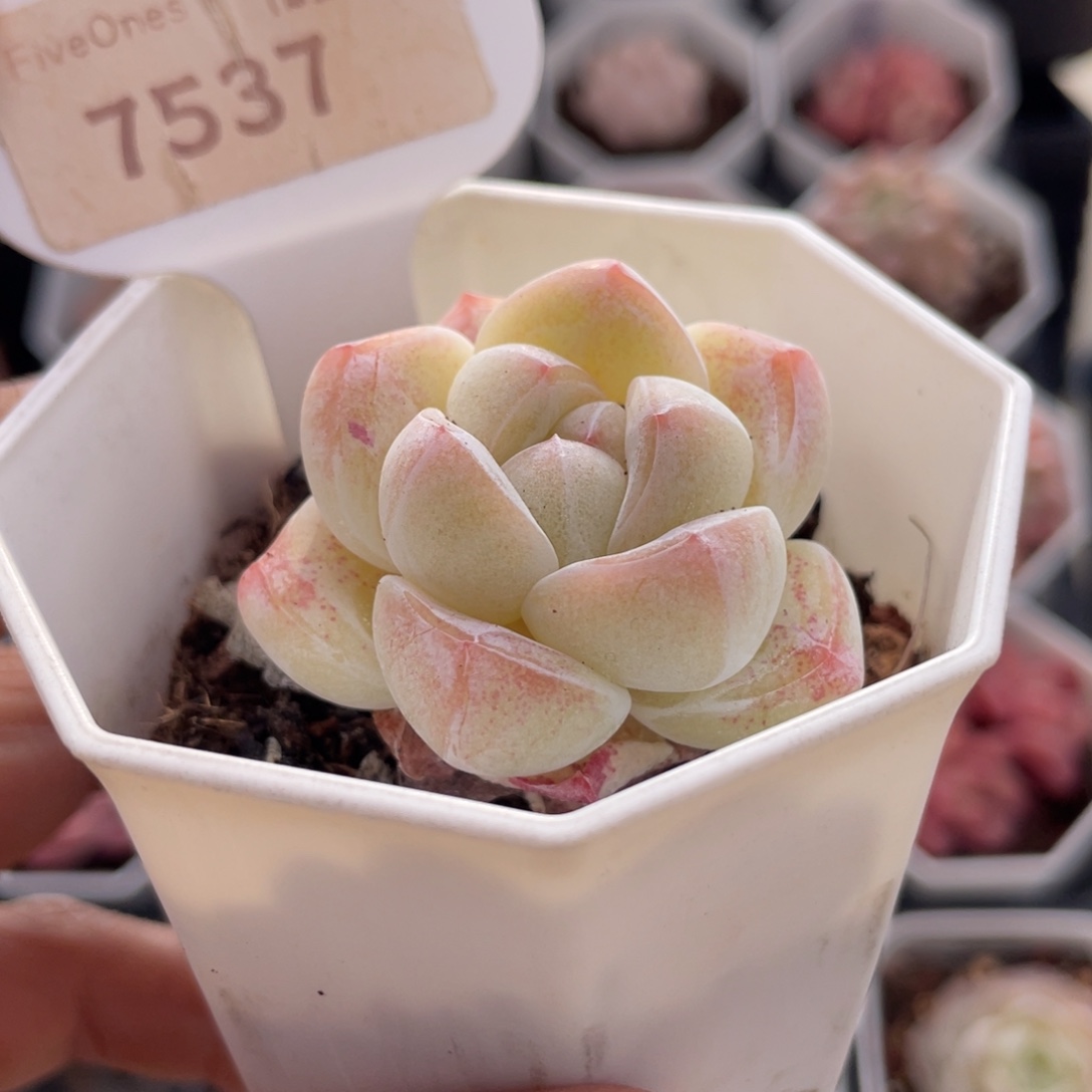 奶油冰玉7537-4.5厘米