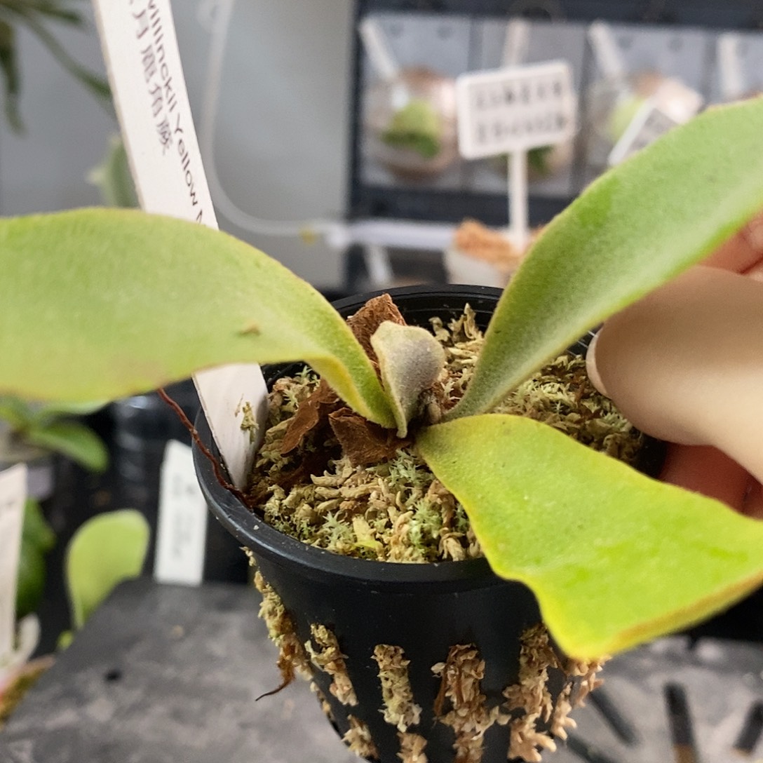 无花朵鹿角蕨黄月
