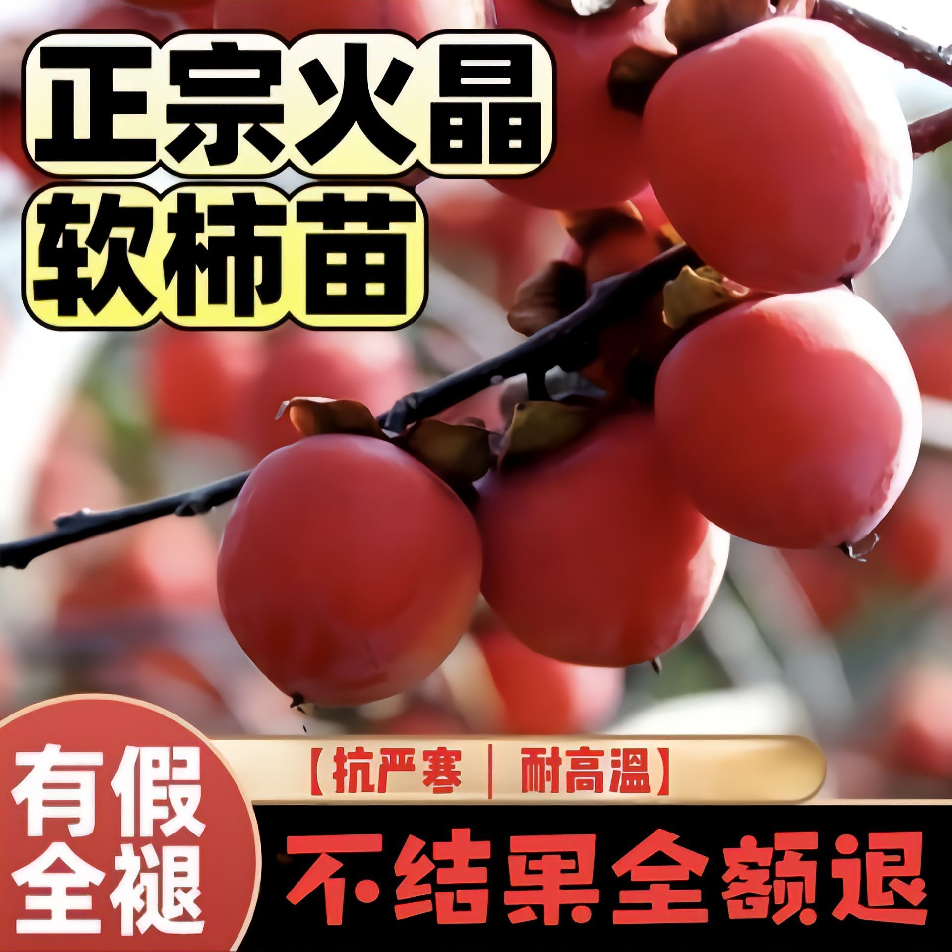 盆景柿子树，原盆土发货，一物一拍