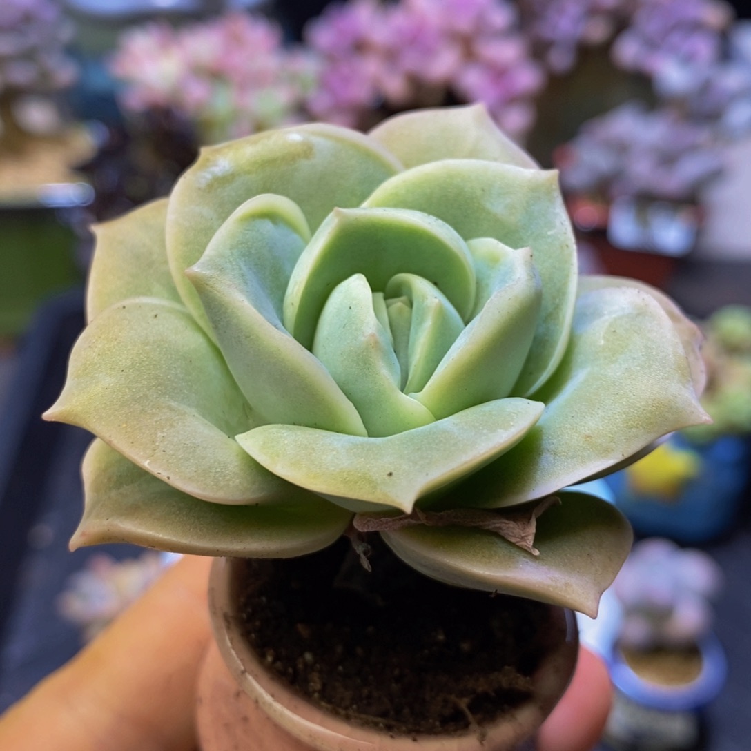 （ 含盆）582 可爱玫瑰5 厘米