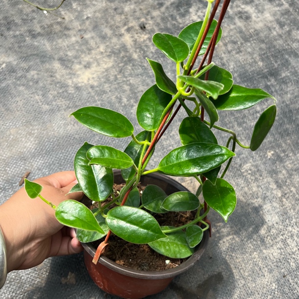 太行（劳氏球兰Hoya lauterbachii）长势很快爬藤款大花款